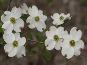 Amazing Grace by Philosophy Type Fragrance Oil sweet food-inspired fragrance oil
