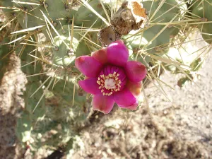Baja Cactus Blossom by BBW Type Fragrance Oil sweet food-inspired fragrance oil