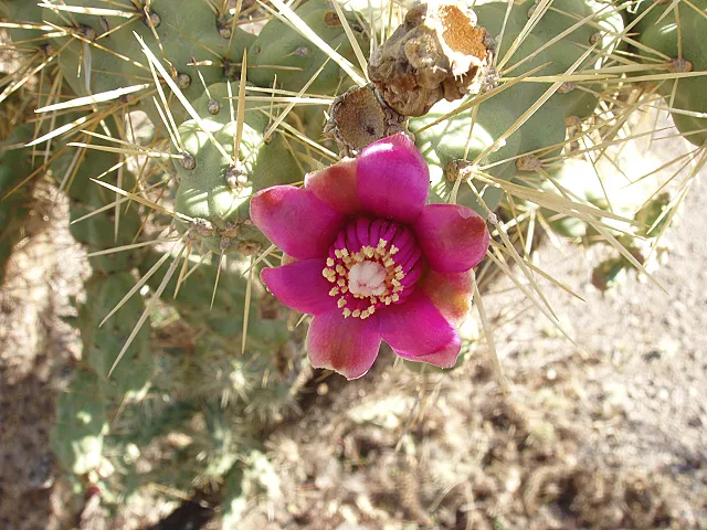Baja Cactus Blossom by BBW Type Fragrance Oil sweet food-inspired fragrance oil