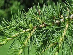 Balsam & Cedar by Yankee Candle Type Fragrance Oil sweet food-inspired fragrance oil