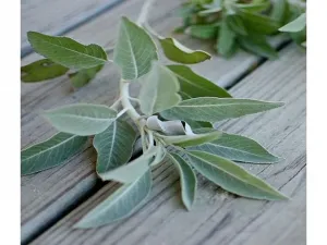 Basil Sage & Mint Type Fragrance Oil sweet food-inspired fragrance oil