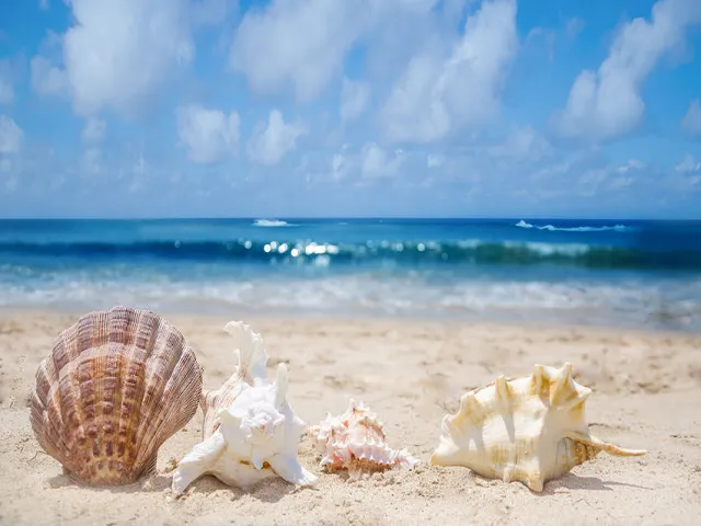 Beach by Bobbi Brown Type Fragrance Oil sweet food-inspired fragrance oil