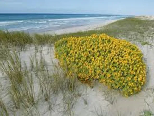 Beach Daisies by Peak Type Fragrance Oil sweet food-inspired fragrance oil