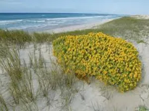 Beach Daisies by Peak Type Fragrance Oil sweet food-inspired fragrance oil
