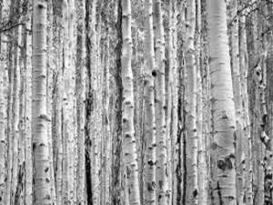 Birchwood Pine by Nest Type Fragrance Oil sweet food-inspired fragrance oil