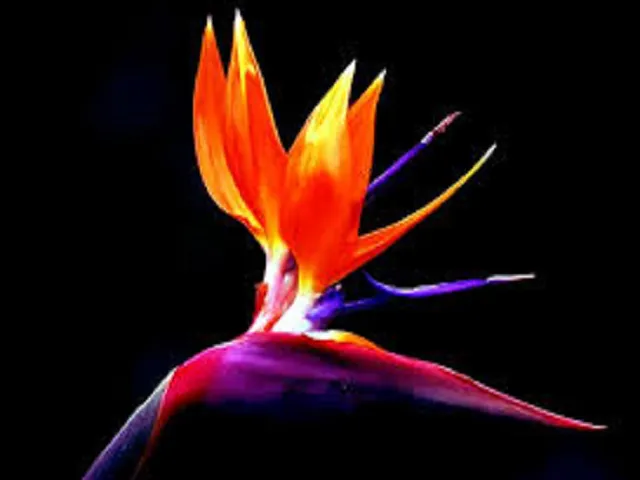 Bird of Paradise Type Fragrance Oil sweet food-inspired fragrance oil