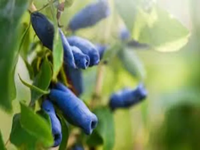Blue Honeyberry Type Fragrance Oil sweet food-inspired fragrance oil