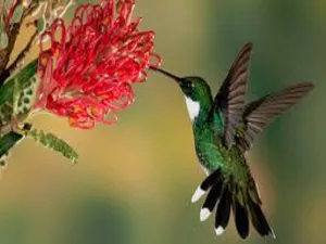 Botanical Orchard & Nectar by Peak Type Fragrance Oil sweet food-inspired fragrance oil