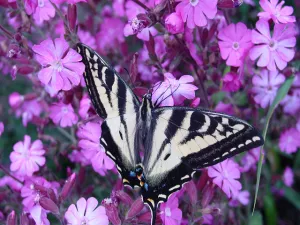 Butterfly Flower by BBW Type Fragrance Oil sweet food-inspired fragrance oil