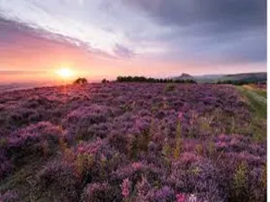CLOSEOUT Heather by Peak Type Fragrance Oil sweet food-inspired fragrance oil