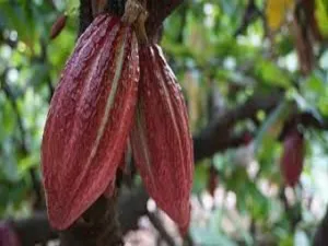 Cocoa Butter & Cashmere Type Fragrance Oil sweet food-inspired fragrance oil