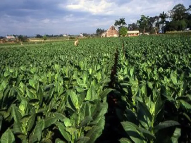 Cuban Tobacco by Rustic Escentuals Type Fragrance Oil sweet food-inspired fragrance oil
