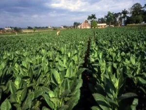 Cuban Tobacco by Rustic Escentuals Type Fragrance Oil sweet food-inspired fragrance oil