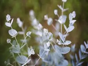 Eucalyptus Spearmint by Peak Type Fragrance Oil sweet food-inspired fragrance oil