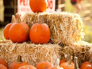 Fall Festival Type Fragrance Oil sweet food-inspired fragrance oil