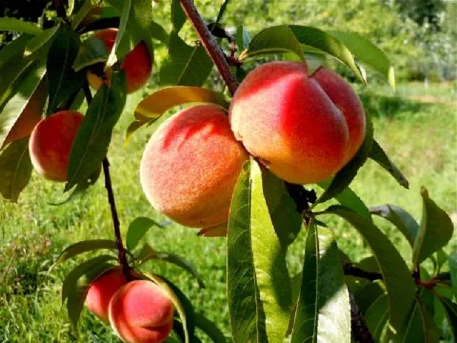 Georgia Peach Type Fragrance Oil sweet food-inspired fragrance oil