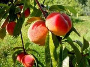 Georgia Peach Type Fragrance Oil sweet food-inspired fragrance oil