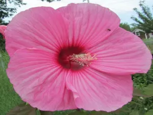 Hawaiian Pink Hibiscus by BBW Type Fragrance Oil sweet food-inspired fragrance oil