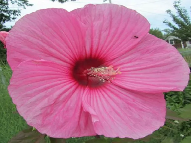 Hawaiian Pink Hibiscus by BBW Type Fragrance Oil sweet food-inspired fragrance oil
