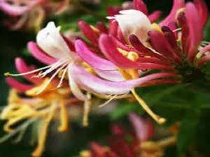 Honeysuckle & Jasmine by Jo Malone Type Fragrance Oil sweet food-inspired fragrance oil