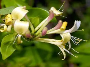 Honeysuckle Type Fragrance Oil sweet food-inspired fragrance oil