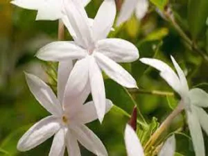 Jasmine Type Fragrance Oil sweet food-inspired fragrance oil
