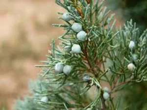 Jumping Juniper by Lush Type Fragrance Oil sweet food-inspired fragrance oil